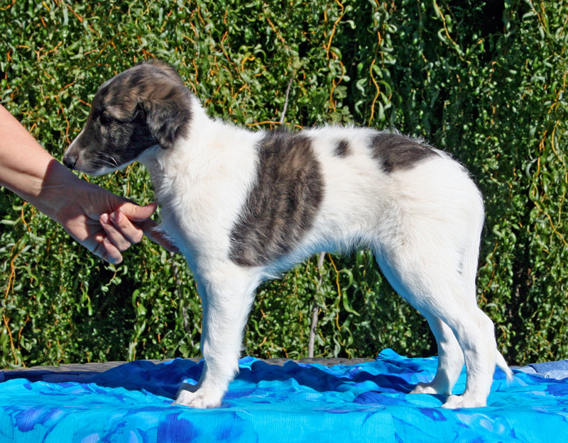 Surf Spots - Boy 2 Left